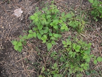 ova Gussonea-Rubus idaeus 20110529 187
